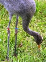 Blue Red White - 7th July 2011